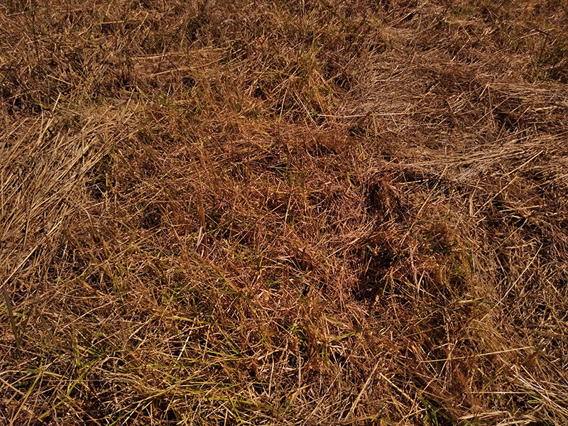 Photograph of Circular Grass Field